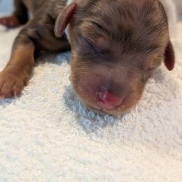 White ribbon - Dapple female Dachshund puppy in Sugarcreek, Ohio from Bahler Street Docies