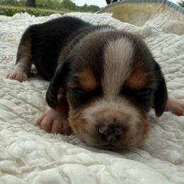 Minnie - Black white and tan female Beagle puppy in Kinta, Oklahoma from Beaver Creek Kennels