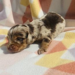 Boy 2 - Dapple male Dachshund puppy in Oklahoma from DRB Dachshunds