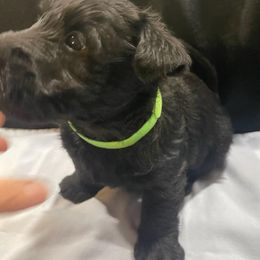 Scottish Terrier Puppies from Moos Scotties