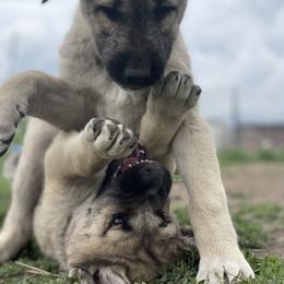 Anatolian Shepherd Dog Puppies from Wild Rooster Family Farm – AKC Anatolian Shepherd Breeder, OFA Health Tested