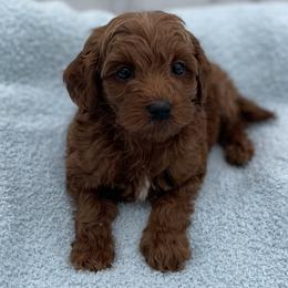 Pumpkin - Red  male Goldendoodle puppy in Kansas City, Kansas from Bella & Ivy’s Mini Goldendoodles of KC