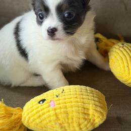 Addy - Blue and white female Chihuahua puppy in Amity, Pennsylvania from Rhoda and Verna