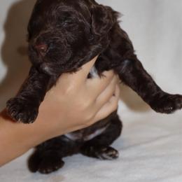 Scrumdiddlyumptious - Brown male Bernedoodle puppy in Ohio from Moore Doodles