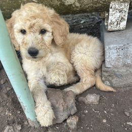 Purple Collar Girl - Cream female Goldendoodle puppy in Escalon, California from Silveira’s Golden Doodles