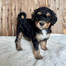 Casey - Phantom female Bernedoodle puppy in Savannah, Missouri from Rose Creek Mini Aussies and doodles