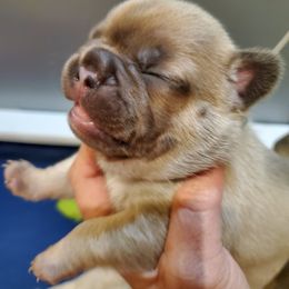 French Bulldog Puppies from Basket of love bulldogs