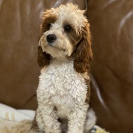 Willow - Cavapoo