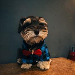 Valor - Liver male Miniature Schnauzer puppy in Dayton, Texas from Felicia Hensel
