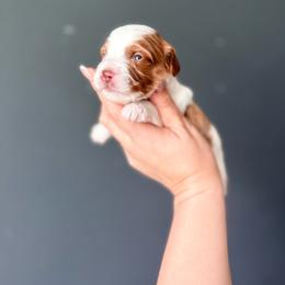 Persephone - Blenheim female Cavapoo puppy in Spring Hill, Florida from Parisian Puppies