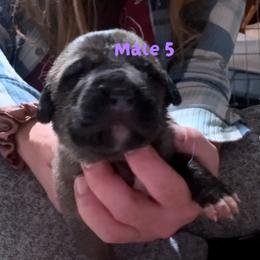 Male 5 - Fawn male Anatolian Shepherd Dog puppy in Daggett, Michigan from T&S Anatolians