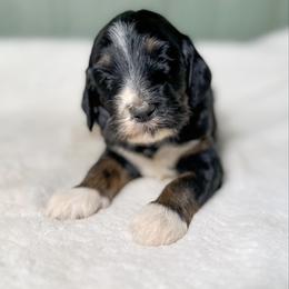 Macbeth - Tri-color male Bernedoodle puppy in Osage City, Kansas from Golden Ridge Goldens