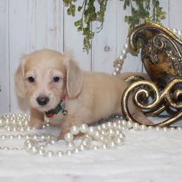 Boy 5 - Cream male Dachshund puppy in Collins, Georgia from Liberty Longhair Dachshunds