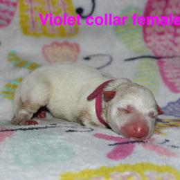 Violet collar female - White female German Shepherd puppy in Ann Arbor, Michigan from Von Der Havier German Shepherds