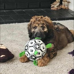 Abby - Brown female Bernedoodle puppy in Thomasville, North Carolina from Beitzel Babies