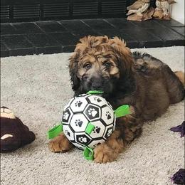 Abby - Brown female Bernedoodle puppy in Thomasville, North Carolina from Beitzel Babies