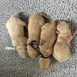 Girl 1 - Golden female Golden Retriever puppy in Modesto, California from Rooster Valley Golden Retrievers