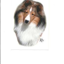 Shetland Sheepdog Puppies from Shalamar Shelties