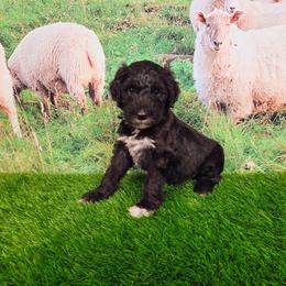 Reggie - Black and white male Sheepadoodle puppy in Cornelia, Georgia from Yates Family Farm