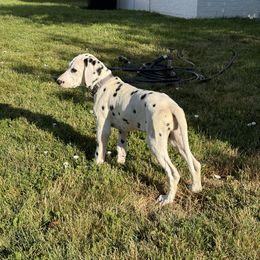 Lina - White and black female Dalmatian puppy in Albuquerque, New Mexico from Renov Dalmatian Plantation
