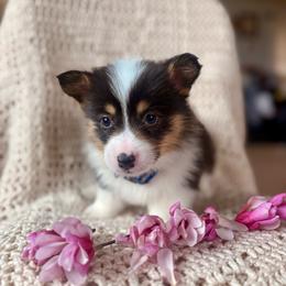Dark Blue Male - Black and tan male Pembroke Welsh Corgi puppy in La Porte City, Iowa from Cedar River Corgis