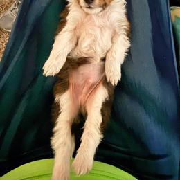 Rico - Sable & white male Toy Shetland Sheepdog puppy in Leavenworth, Washington from Better Than Best Farm