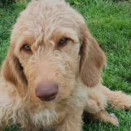 Bruce - Caramel Labradoodle puppy in Fostoria, Michigan from North Country Kennel Club