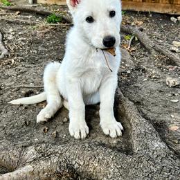 German Shepherd Puppies from Army Vet-German Shepherds
