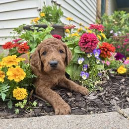 Jasiri - Red female Irish Doodle puppy in Hammond, Wisconsin from Queen of the Hill Puppies