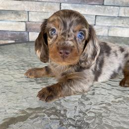Dachshund Puppies from Benji’s Babies