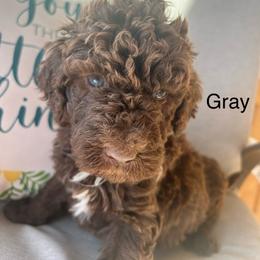 Boy ( gray) - Chocolate male Labradoodle puppy in Lowville, New York from Pleasant View Labradoodles and micro cockapoos