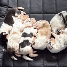 Collie puppies from Juan's Biewer Terriers and Collies