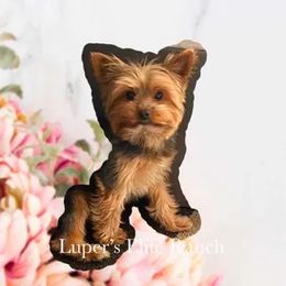 Jazzie - Yorkshire Terrier