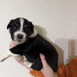 Oasis - Black tri-color male Australian Shepherd puppy in Weeki Wachee, Florida from Ace of Spades Australian Shepherds