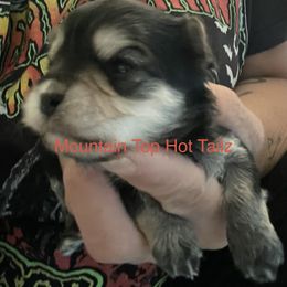 Linda - Black & tan tri-color female Morkie puppy in Taylorsville, North Carolina from Mountain Top Hot Tailz