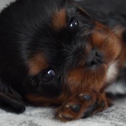 Ginger - Black and tan female Cavalier King Charles Spaniel puppy in Greensboro, North Carolina from Hyde Park Cavaliers