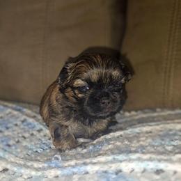 Gianna - Brindle female Shih Tzu puppy in Los Banos And Bay Area, California from Shantii's Shih Tzu's