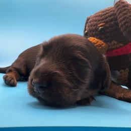 Angus - Black and tan male Dachshund puppy in Richmond, Kentucky from Cemcade Dachshunds