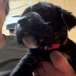 Boy1 - Black male Cane Corso puppy in Granbury, Texas from Revolutions Kennel