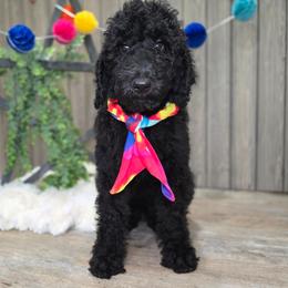 Wanda - Black female Goldendoodle puppy in Woodburn, Indiana from DNLS Doodle Puppies