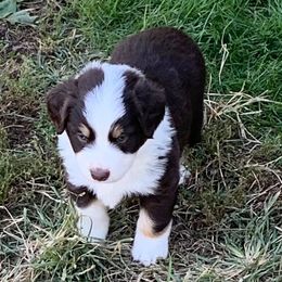 Miniature American Shepherds from Asturias Miniature American Shepherds
