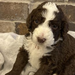 Girl 3 - Bernedoodle puppy in Lacey’s Spring, Alabama from Daisy's Doodles