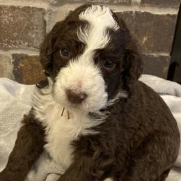 Girl 3 - Bernedoodle puppy in Lacey’s Spring, Alabama from Daisy's Doodles