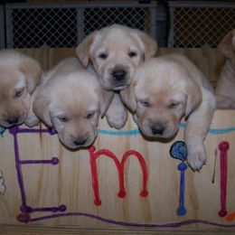 Labrador Retriever Puppies from Gun Dog Retrievers