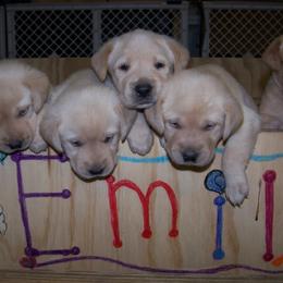 Labrador Retriever Puppies from Gun Dog Retrievers