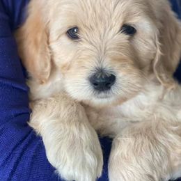 Goldendoodle Puppies from Budge Family Goldendoodles