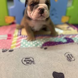 Pete - Fawn male Bulldog puppy in Topeka, Kansas from Midwest Monster Made Bulldogs