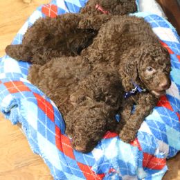 Poodle Puppies from RK'S Pets