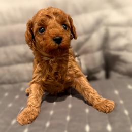 Lucy - Red  female Poodle puppy in Bells, Texas from Partridge Doodles and Poodles