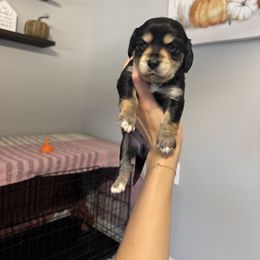 Mister - Black and tan male Dachshund puppy in Nashville, Arkansas from Dixies Dachshunds